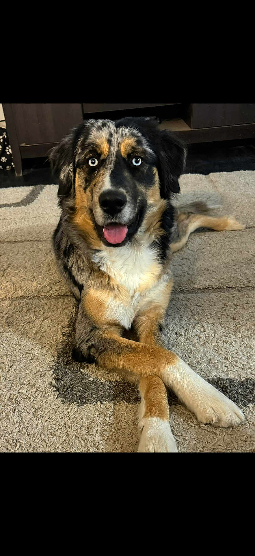 Iris is registered to the contest to win money with this photo: dog, blue_eyes, crossed_paws, carpet, indoor, pet, fur, canine, animal, laying_down, tongue_out, adorable, household, cute, muzzle, ears, portrait, resting, domestic_animal, friendly