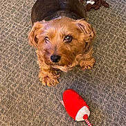 Baxter joined the competition — help win amazing prizes! dog, brown_dog, carpet, plush_toy, red_toy, brown_toy, pet, indoor, curious, looking_up, floor, toy, playful, furry, small_dog, cute, animal, companion, pet_toy, cozy