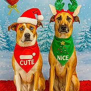 Ozzie And Harley is registered to the contest to win money with this photo: dog, christmas, holiday, festive, red_hat, reindeer_antlers, bandana, cute, nice, pet, portrait, indoor, decorations, winter, carpet, two_dogs, animal, costume, celebration, background