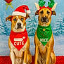 dog, christmas, holiday, festive, red_hat, reindeer_antlers, bandana, cute, nice, pet, portrait, indoor, decorations, winter, carpet, two_dogs, animal, costume, celebration, background
