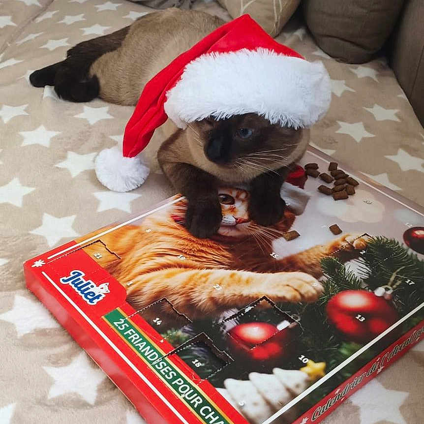 Guizmau participe au concours pour gagner de l'argent avec cette photo : advent_calendar, animal, blanket, cat, cat_treats, christmas, couch, cozy, cute, festive, holiday, holiday_season, indoor, paw, pet, pillows, relaxed, santa_hat, siamese_cat, star_pattern
