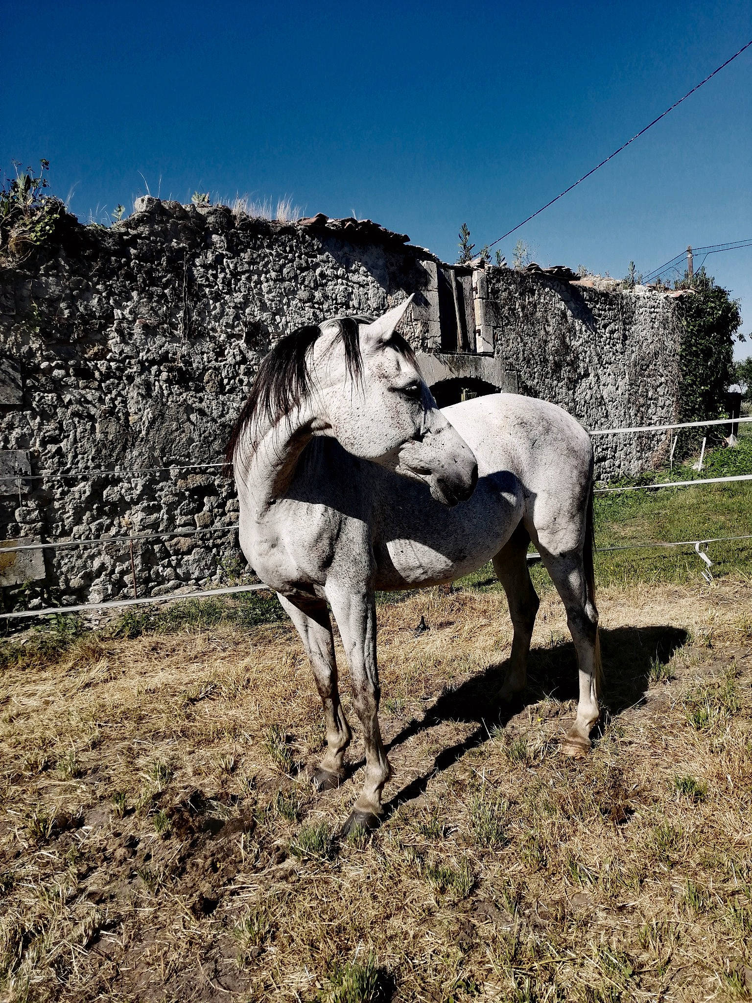 Shana participe au concours pour gagner de l'argent avec cette photo : farm, field, foal, grass, horse, livestock, mare, pack_animal, pasture, photography, plant, soil, stallion, working_animal