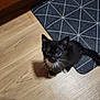 animal, black_and_white, cat, curious, cute, domestic_animal, ears, feline, floor, geometric_pattern, indoor, kitten, looking_up, pet, rug, small, tail, whiskers, wooden_floor, young