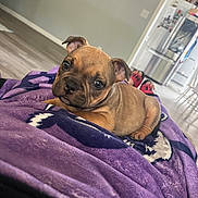 Nala is registered to the contest to win money with this photo: puppy, dog, brown, blanket, purple, indoor, floor, cute, pet, lying_down, eyes, ears, home, cozy, relaxed, fur, looking, animal, young, domestic