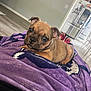 puppy, dog, brown, blanket, purple, indoor, floor, cute, pet, lying_down, eyes, ears, home, cozy, relaxed, fur, looking, animal, young, domestic