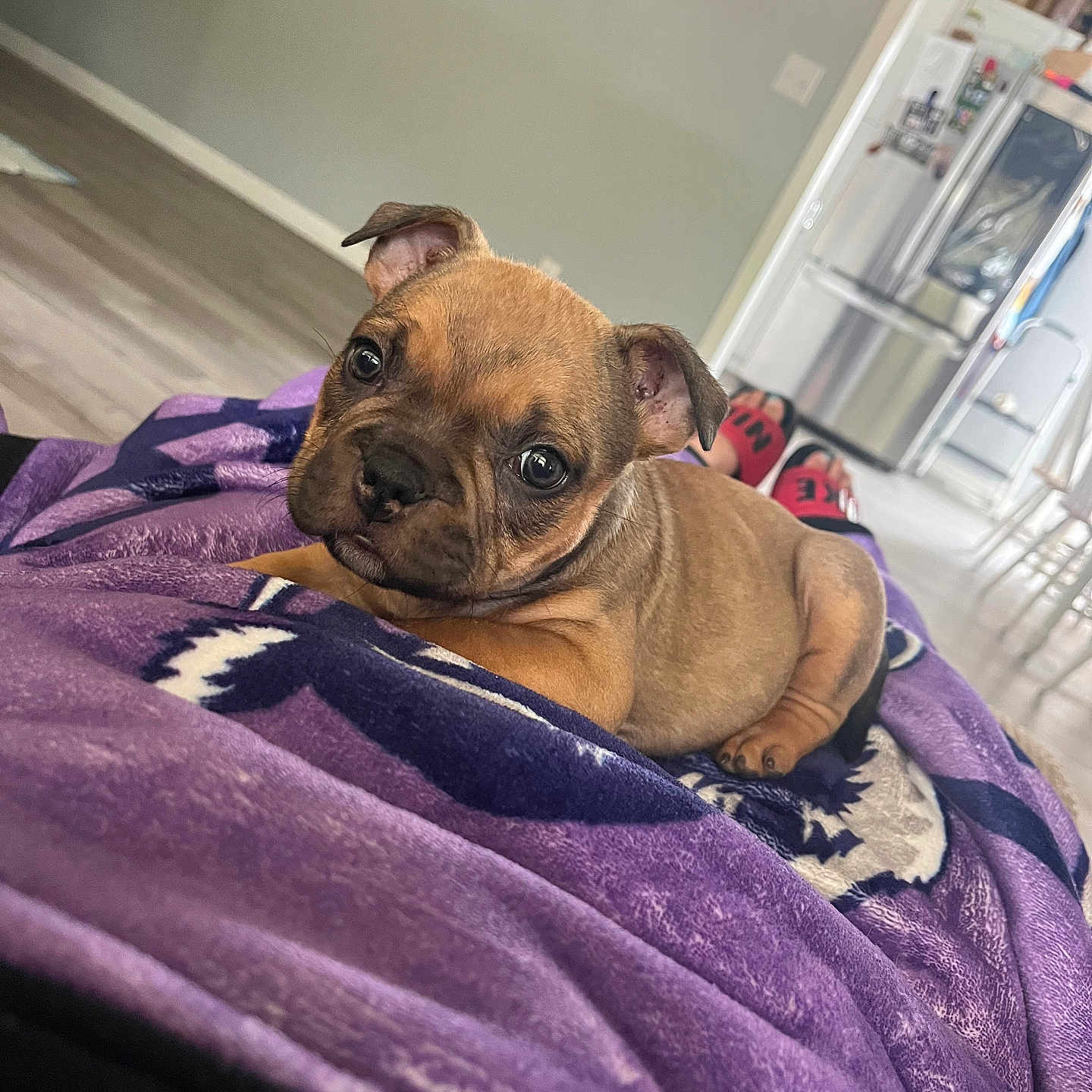 Nala is registered to the contest to win money with this photo: animal, blanket, brown, cozy, cute, dog, domestic, ears, eyes, floor, fur, home, indoor, looking, lying_down, pet, puppy, purple, relaxed, young