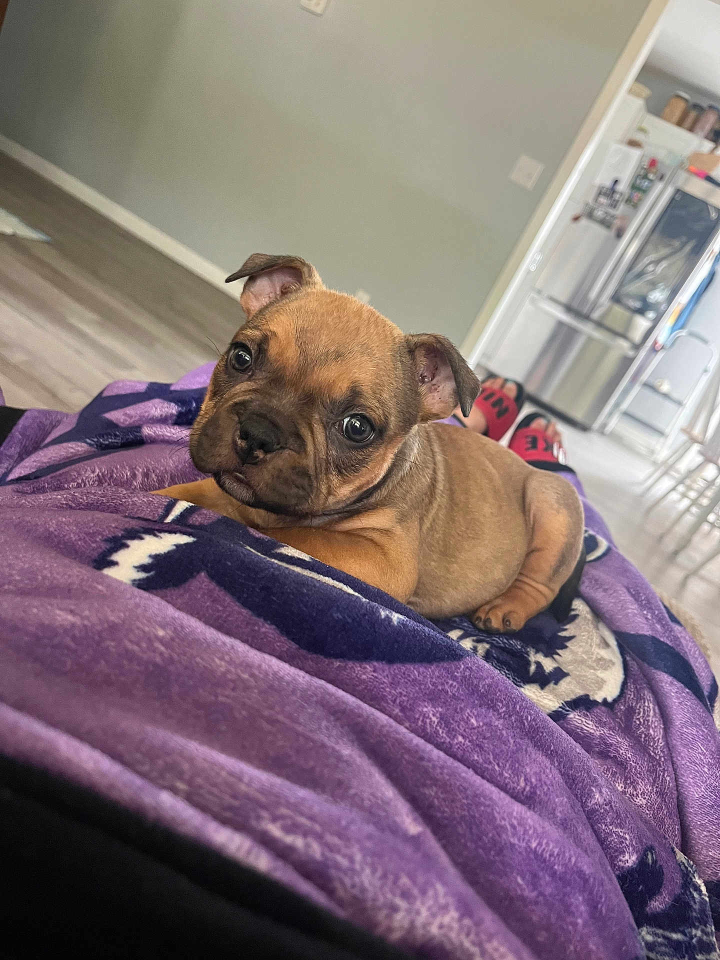 Nala is registered to the contest to win money with this photo: puppy, dog, brown, blanket, purple, indoor, floor, cute, pet, lying_down, eyes, ears, home, cozy, relaxed, fur, looking, animal, young, domestic