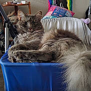 Astarion joined the competition — help win amazing prizes! cat, fluffy, chair, blue, indoor, furniture, mirror, colorful, feather_boa, pillow, relaxed, pet, fur, looking, domestic, cozy, room, home, resting, animal