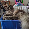 cat, fluffy, chair, blue, indoor, furniture, mirror, colorful, feather_boa, pillow, relaxed, pet, fur, looking, domestic, cozy, room, home, resting, animal