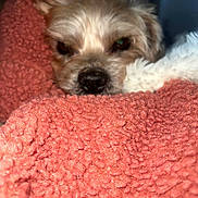 Diego participe au concours pour gagner de l'argent avec cette photo : dog, pet, blanket, cozy, fur, snuggled, sleepy, closeup, indoor, cute, animal, resting, soft, warm, napping, face, nose, ears, comfort, relaxation