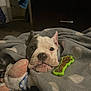Boss is registered to the contest to win money with this photo: animal, blanket, bone_toy, brown, carpet, comfort, cozy, cute, dog, face, indoor, pet, plush_toy, puppy, resting, sleepy, snug, soft, toy, white