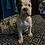 Boss is registered to the contest to win money with this photo: animal, blanket, brown, cushion, cute, dog, ears, face, floor, furniture, indoor, looking, patterned_fabric, paws, pet, puppy, resting, towel, white, young