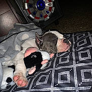 Boss joined the competition — help win amazing prizes! animal, blanket, blue_light, carpet, cow_toy, cozy, cute, dog, indoor, nap, patterned_pillow, pet, pillow, plush_toy, polka_dot, puppy, red_accent, resting, sleeping, speaker