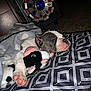 animal, blanket, blue_light, carpet, cow_toy, cozy, cute, dog, indoor, nap, patterned_pillow, pet, pillow, plush_toy, polka_dot, puppy, red_accent, resting, sleeping, speaker