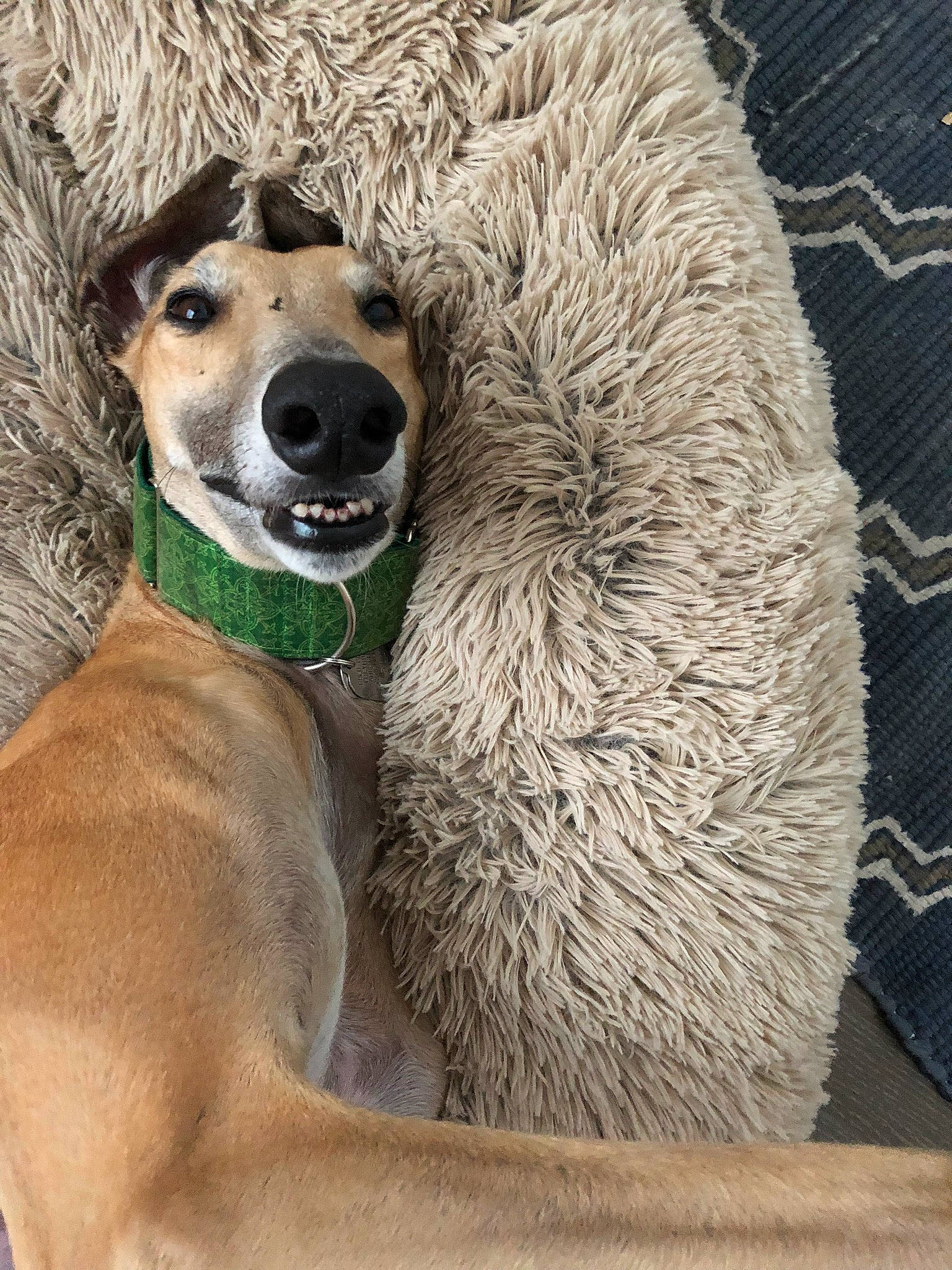 Oliver joined the competition — help win amazing prizes! animal_sports, canidae, carnivore, collar, companion_dog, dog, dog_breed, dog_collar, dog_supply, fawn, fur, paw, pet_supply, sitting, snout, sporting_group, terrestrial_animal, whiskers, wildlife, working_animal