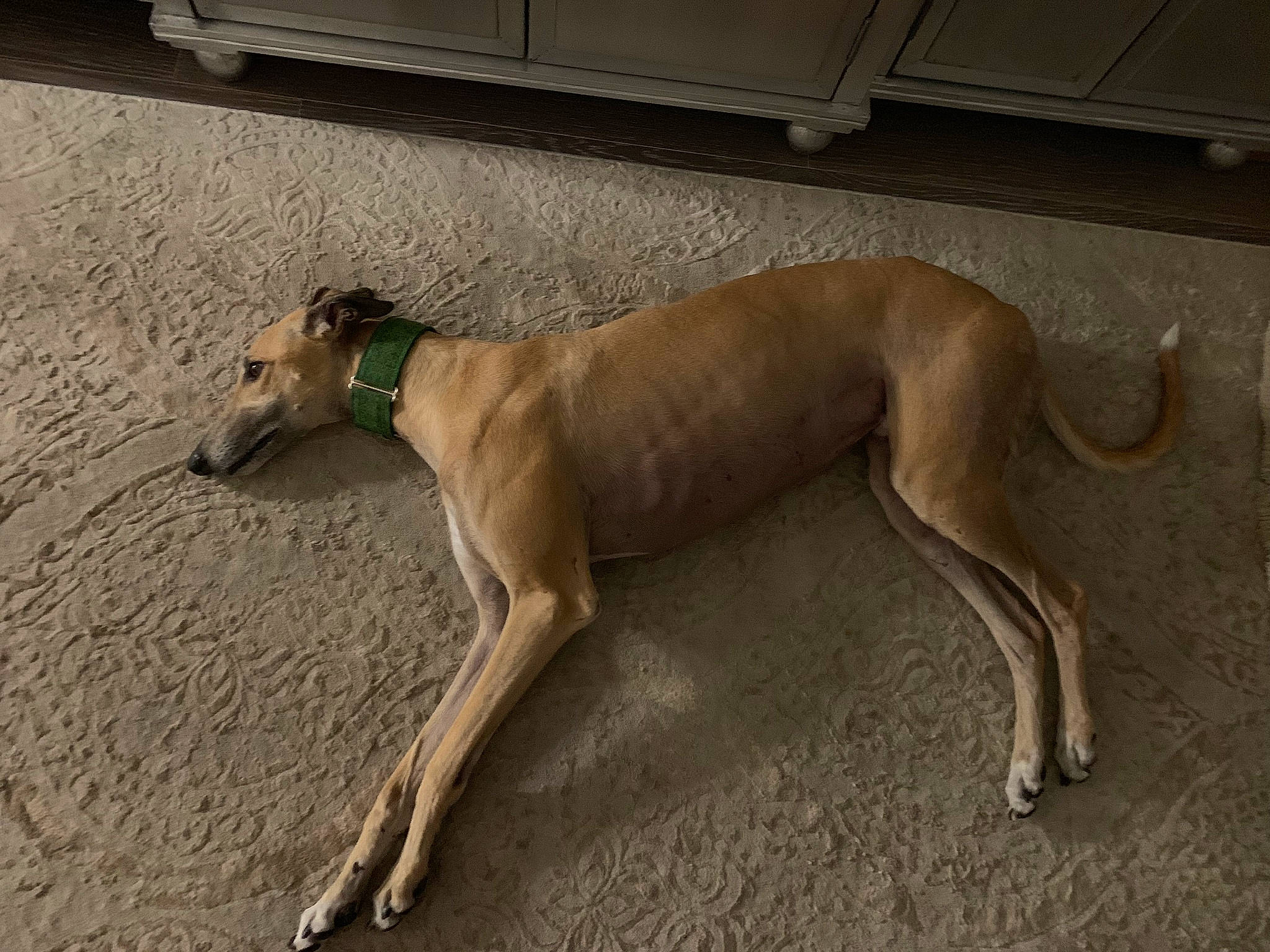 Oliver joined the competition — help win amazing prizes! canidae, carnivore, companion_dog, dog, dog_breed, dog_supply, event, fawn, hunting_dog, magyar_agar, non_sporting_group, rampur_greyhound, sighthound, snout, sporting_group, tail, terrestrial_animal, working_animal