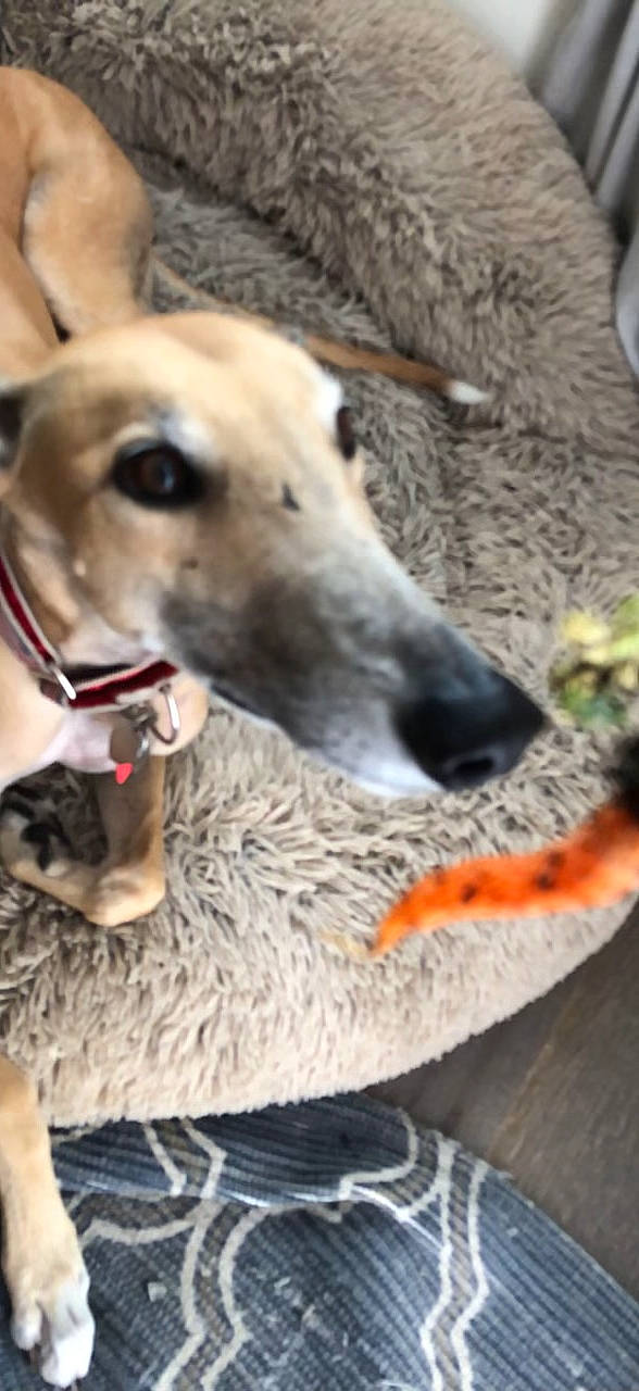Oliver is registered to the contest to win money with this photo: ancient_dog_breeds, canidae, carnivore, collar, companion_dog, dog, dog_breed, dog_collar, fawn, jaw, magyar_agar, non_sporting_group, rampur_greyhound, sighthound, snout, sporting_group, terrestrial_animal, whiskers, wildlife, working_animal