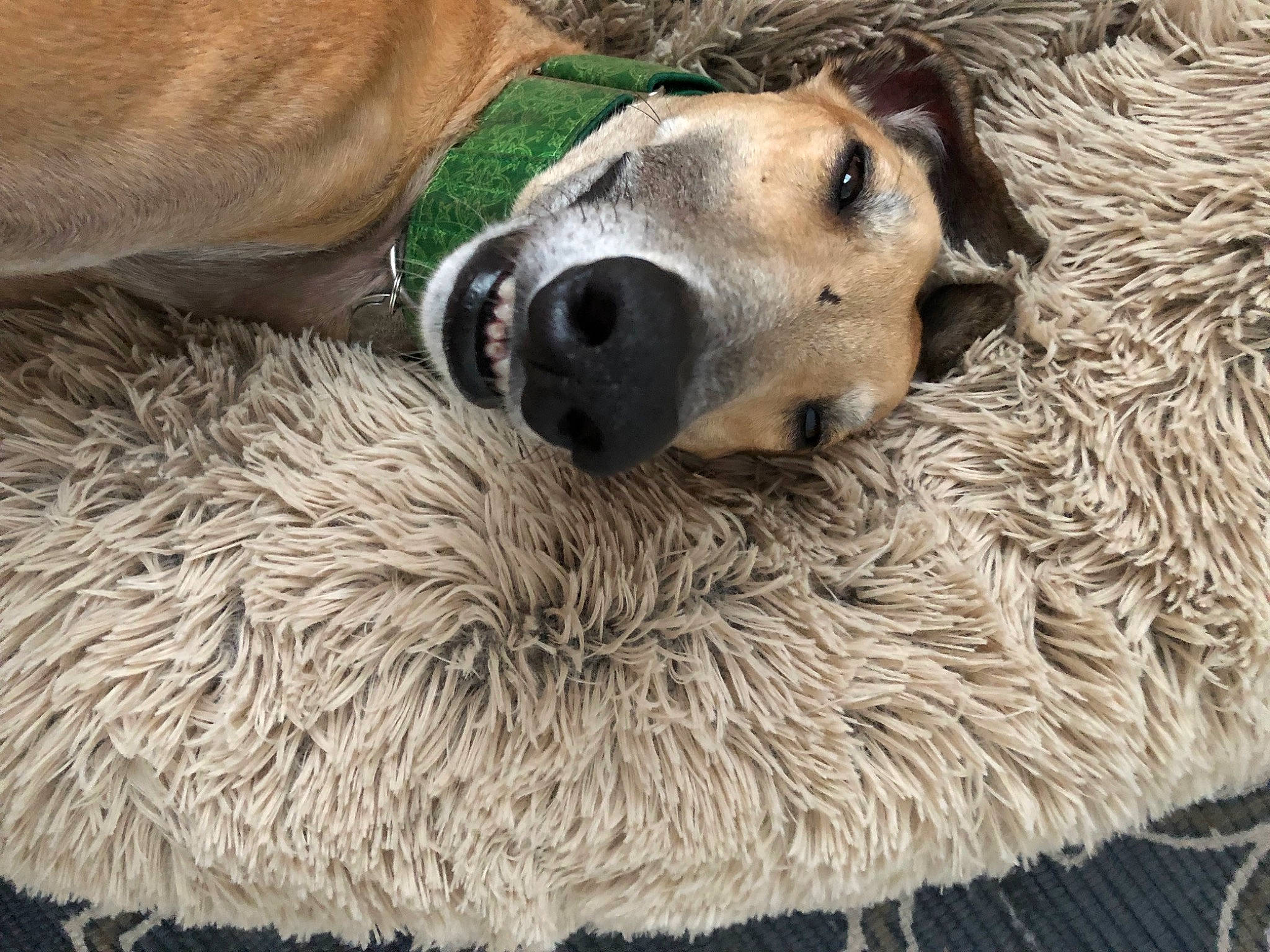 Oliver joined the competition — help win amazing prizes! carnivore, comfort, companion_dog, dog, dog_breed, fur, golden_retriever, nap, natural_material, silken_windhound, snout, street_dog, terrestrial_animal, whiskers, wildlife, working_animal