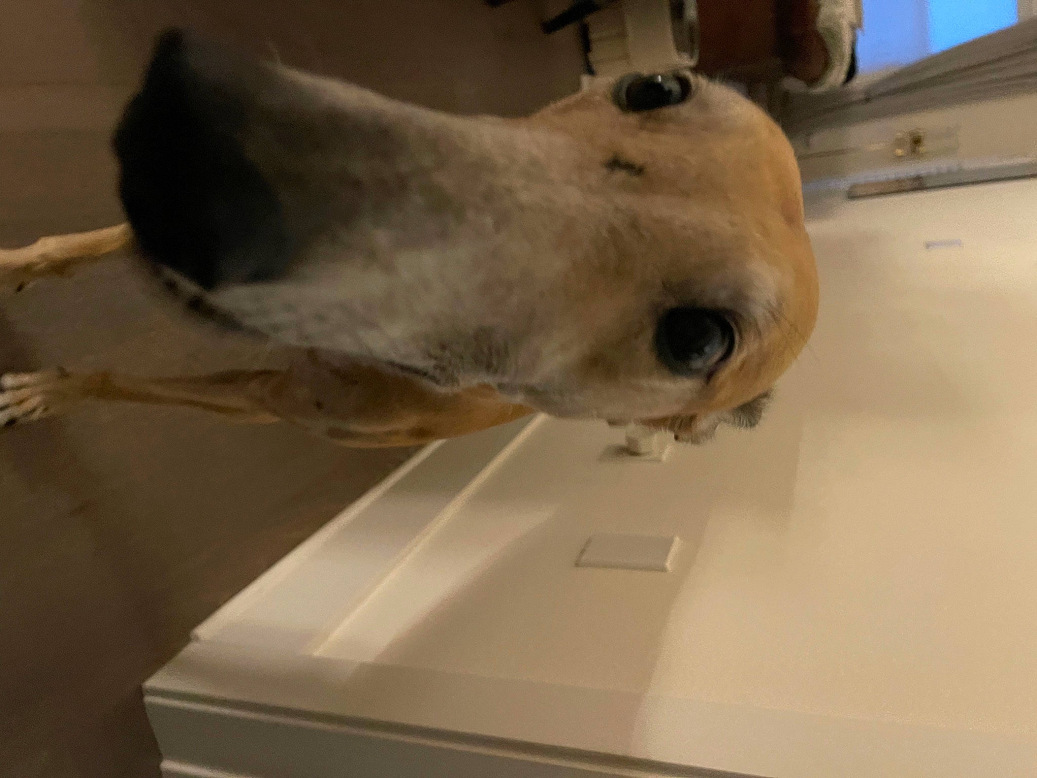 Oliver joined the competition — help win amazing prizes! canidae, dog_breed, eyelash, fur, horse, human_body, jaw, liver, mane, mare, pack_animal, snout, stallion, terrestrial_animal, whiskers, wood, working_animal