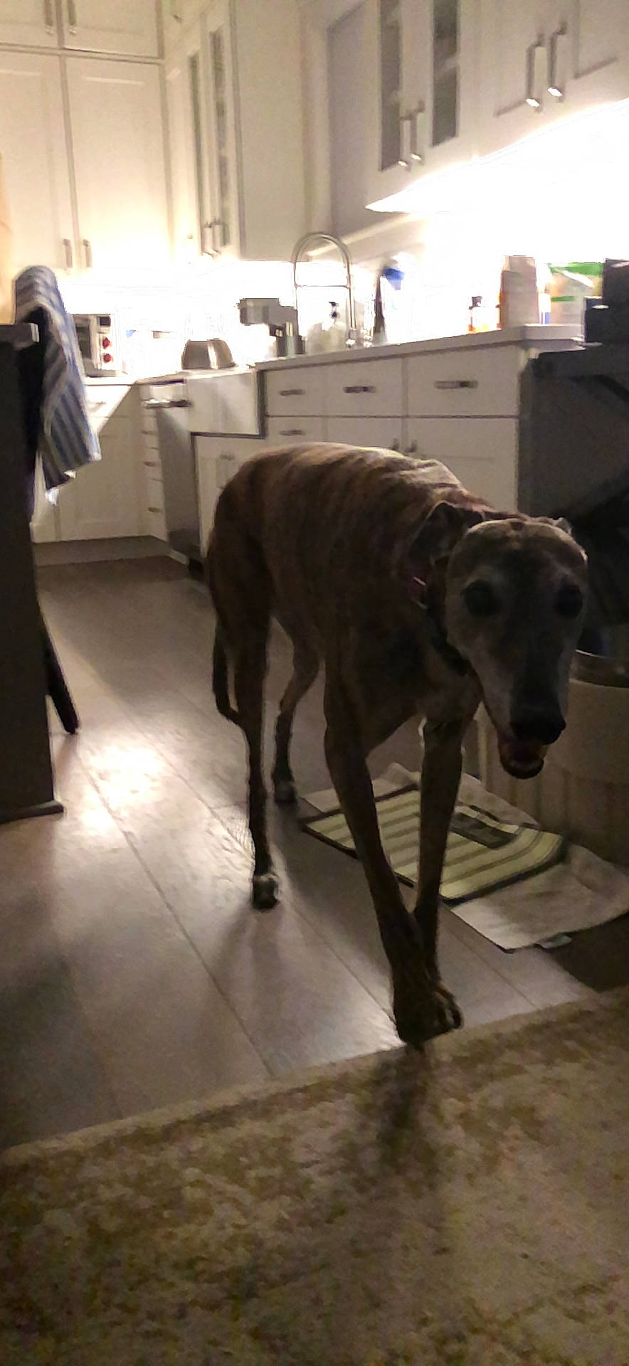 Henry joined the competition — help win amazing prizes! canidae, carnivore, companion_dog, dog, dog_breed, fawn, floor, flooring, great_dane, guard_dog, hardwood, rampur_greyhound, room, sighthound, snout, sporting_group, tail, terrestrial_animal, wood, working_animal