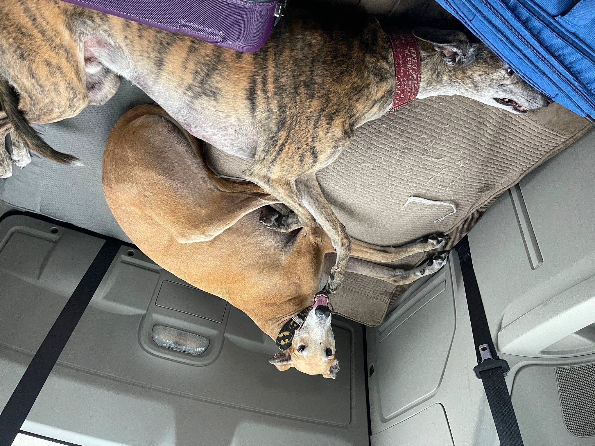 Henry is registered to the contest to win money with this photo: auto_part, automotive_design, automotive_exterior, car, car_seat, family_car, fawn, fur, hood, human_leg, luxury_vehicle, motor_vehicle, personal_luxury_car, tail, vehicle, vehicle_door, windscreen_wiper, windshield, wood, working_animal