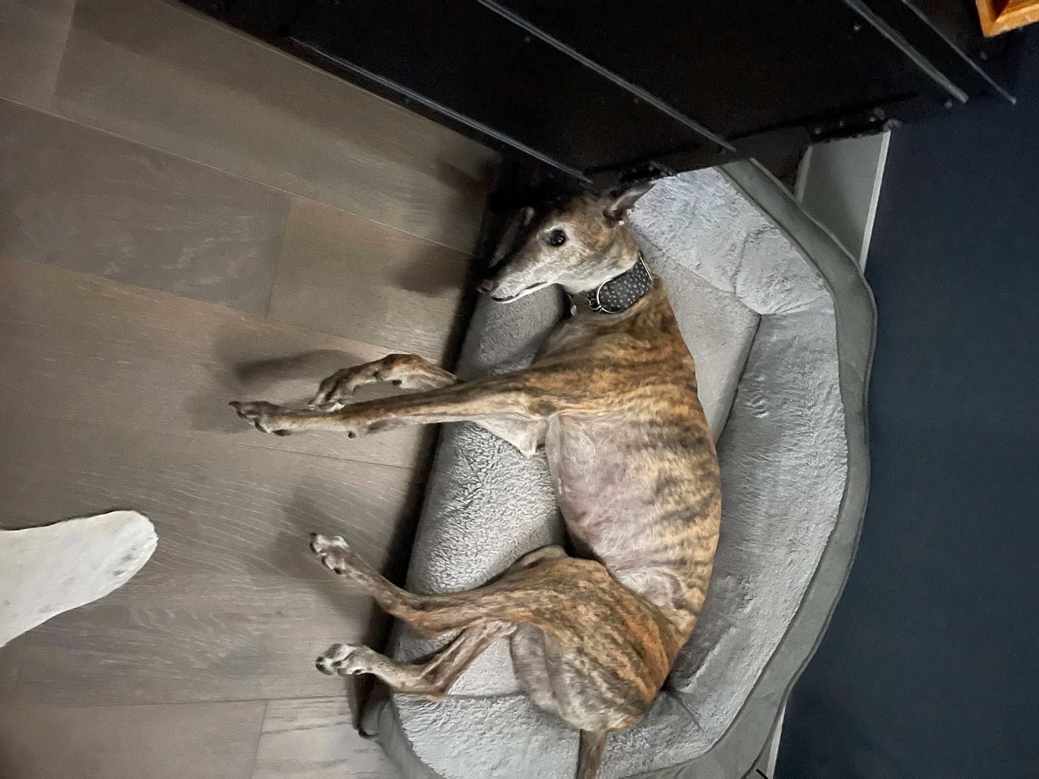 Henry is registered to the contest to win money with this photo: claw, comfort, elbow, felidae, fur, grey, hat, jaw, mammal, paw, reptile, scaled_reptile, small_to_medium_sized_cats, snout, stuffed_toy, tail, terrestrial_animal, whiskers, wildlife, wood