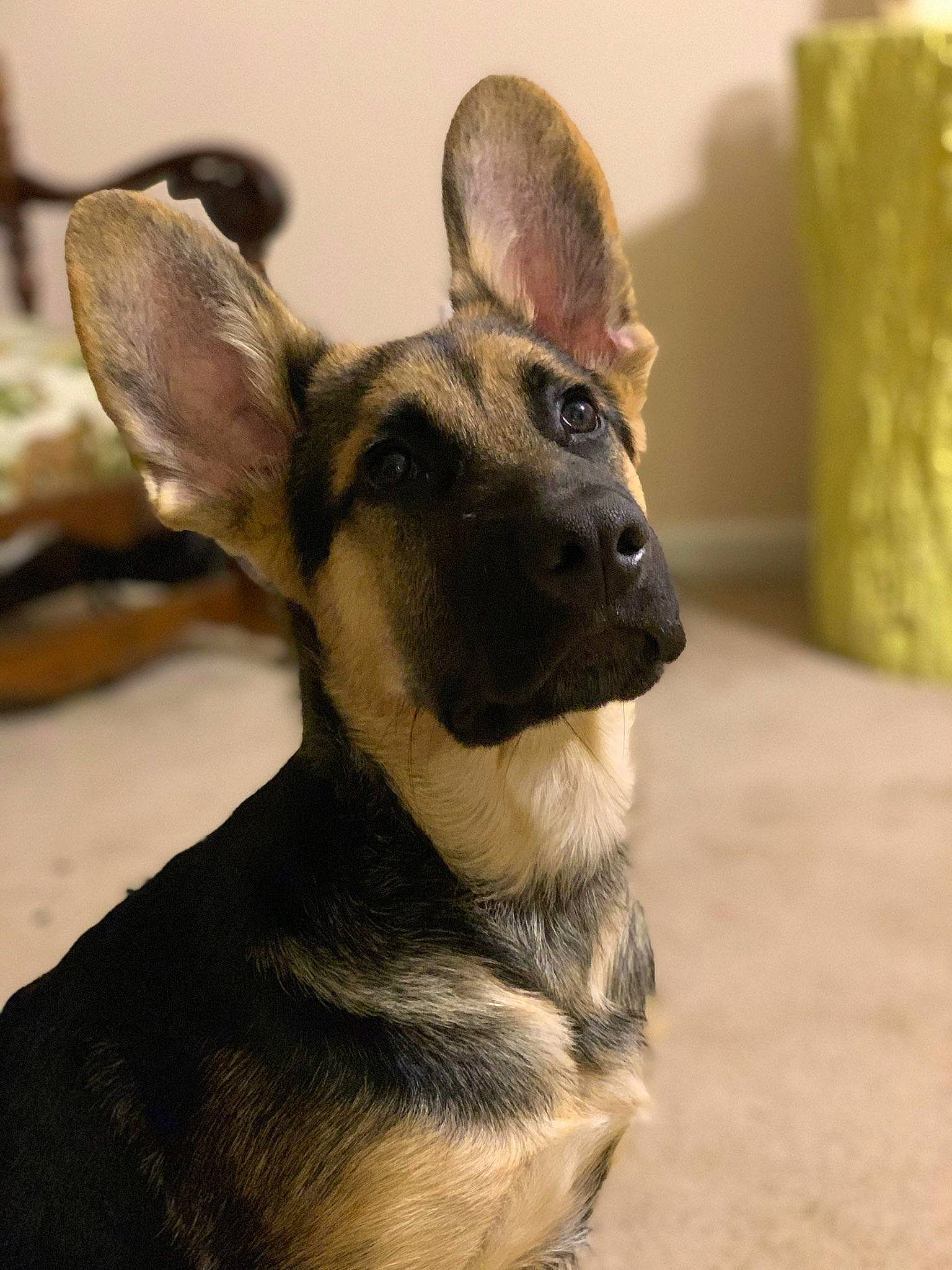 Sheldon is registered to the contest to win money with this photo: canidae, carnivore, dog, dog_breed, ear, east_european_shepherd, fawn, german_shepherd_dog, king_shepherd, kunming_wolfdog, mammal, old_german_shepherd_dog, shiloh_shepherd_dog, snout, vertebrate