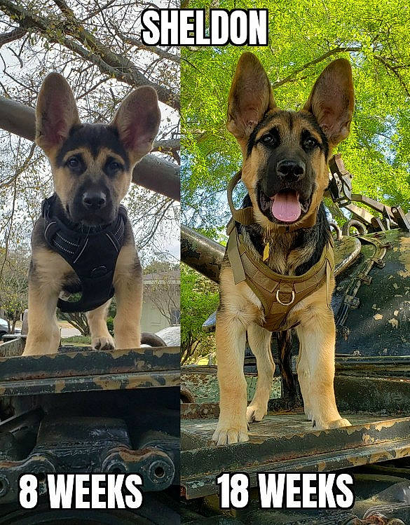 Sheldon is registered to the contest to win money with this photo: ancient_dog_breeds, canidae, carnivore, dog, dog_breed, east_european_shepherd, fawn, german_shepherd_dog, kunming_wolfdog, law_enforcement, mammal, organization, photo_caption, photography, police_dog, rare_breed_dog, snout, vertebrate, working_dog