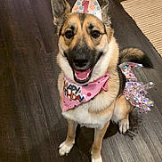 Luna joined the competition — help win amazing prizes! dog, party_hat, birthday, pink_bandana, smiling, indoor, wooden_floor, tail, pet, celebration, cute, happy, canine, floor_rug, ears, sitting, tongue, fur, house, domestic_animal