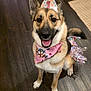 dog, party_hat, birthday, pink_bandana, smiling, indoor, wooden_floor, tail, pet, celebration, cute, happy, canine, floor_rug, ears, sitting, tongue, fur, house, domestic_animal