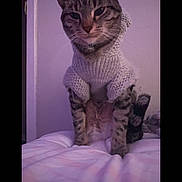 Mary joined the competition — help win amazing prizes! cat, tabby_cat, knitted_sweater, bed, indoor, pet, animal, purple_lighting, phone_screen, technology, portrait, feline, striped, fur, whiskers, ears, resting, domestic_animal, cozy, cute