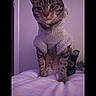 cat, tabby_cat, knitted_sweater, bed, indoor, pet, animal, purple_lighting, phone_screen, technology, portrait, feline, striped, fur, whiskers, ears, resting, domestic_animal, cozy, cute