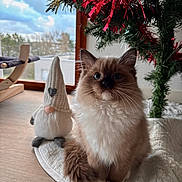 Artémis a rejoint le concours — aidez-le/la à gagner de superbes lots ! blue_eyes, cat, christmas_tree, cozy, cute, decorations, domestic_animal, feline, floor, fluffy, fur, gnome, holiday, indoor, mat, natural_light, pet, plush, whiskers, window