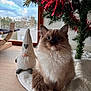blue_eyes, cat, christmas_tree, cozy, cute, decorations, domestic_animal, feline, floor, fluffy, fur, gnome, holiday, indoor, mat, natural_light, pet, plush, whiskers, window