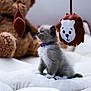 kitten, cat, purple_collar, plush_toys, teddy_bear, soft_cushion, indoor, pet, cute, furry, small_animal, white, brown, toy, hanging_toys, cozy, animal, feline, young, domestic