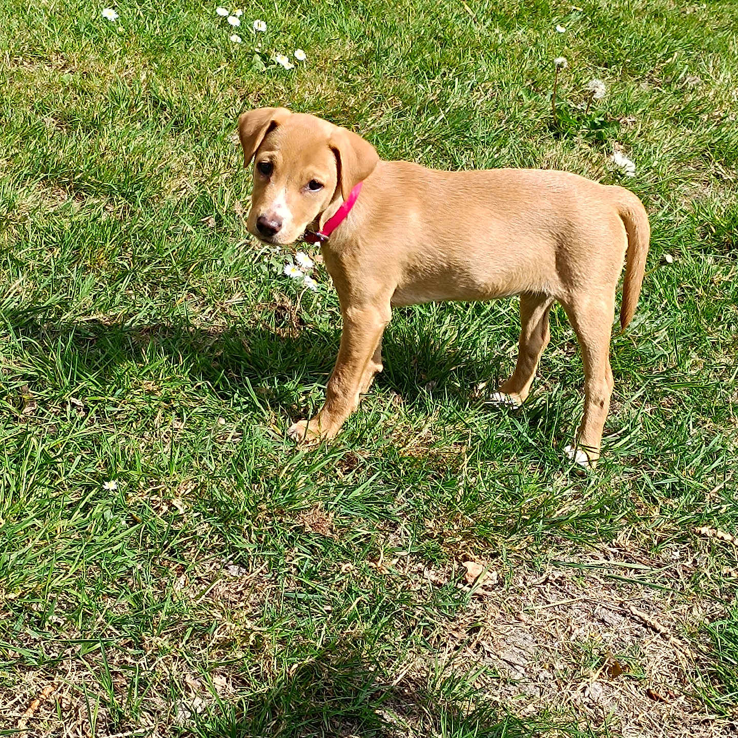 Bella a rejoint le concours — aidez-le/la à gagner de superbes lots ! accessories, animal, beagle, boxer, bulldog, canine, chihuahua, dog, field, goldenretriever, grass, grassland, hound, labradorretriever, lawn, leash, pet, plant, puppy, strap