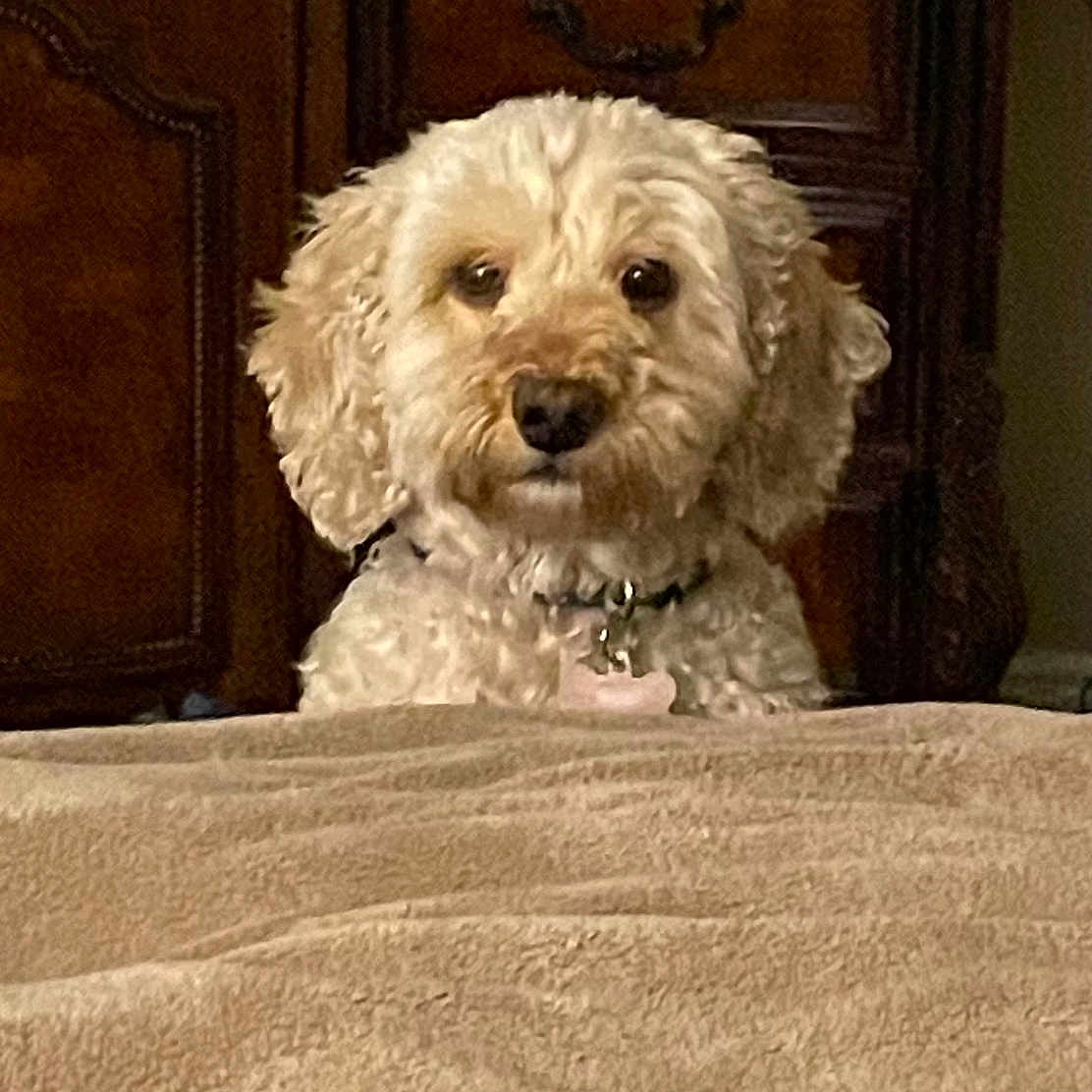 Annie Wathen is registered to the contest to win money with this photo: animal, bed, bedroom, cabinet, canine, closet, dog, drawer, furniture, homedecor, indoors, linen, pet, poodle, puppy, room, sideboard, terrier, whitedog, wood