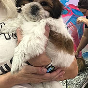 Max joined the competition — help win amazing prizes! animal, artistic_background, brown_and_white_fur, colorful_mural, cute, dog, face, fluffy, furry, glass_enclosure, hand, holding, human, indoor, person, pet_store, puppy, watch, white_shirt, young_dog