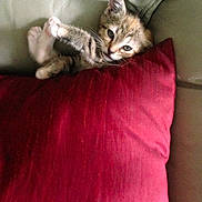 Marcy joined the competition — help win amazing prizes! kitten, cat, pet, animal, feline, cute, cozy, red_pillow, couch, indoor, resting, relaxed, small, fur, whiskers, paw, young, playful, domestic, sleepy