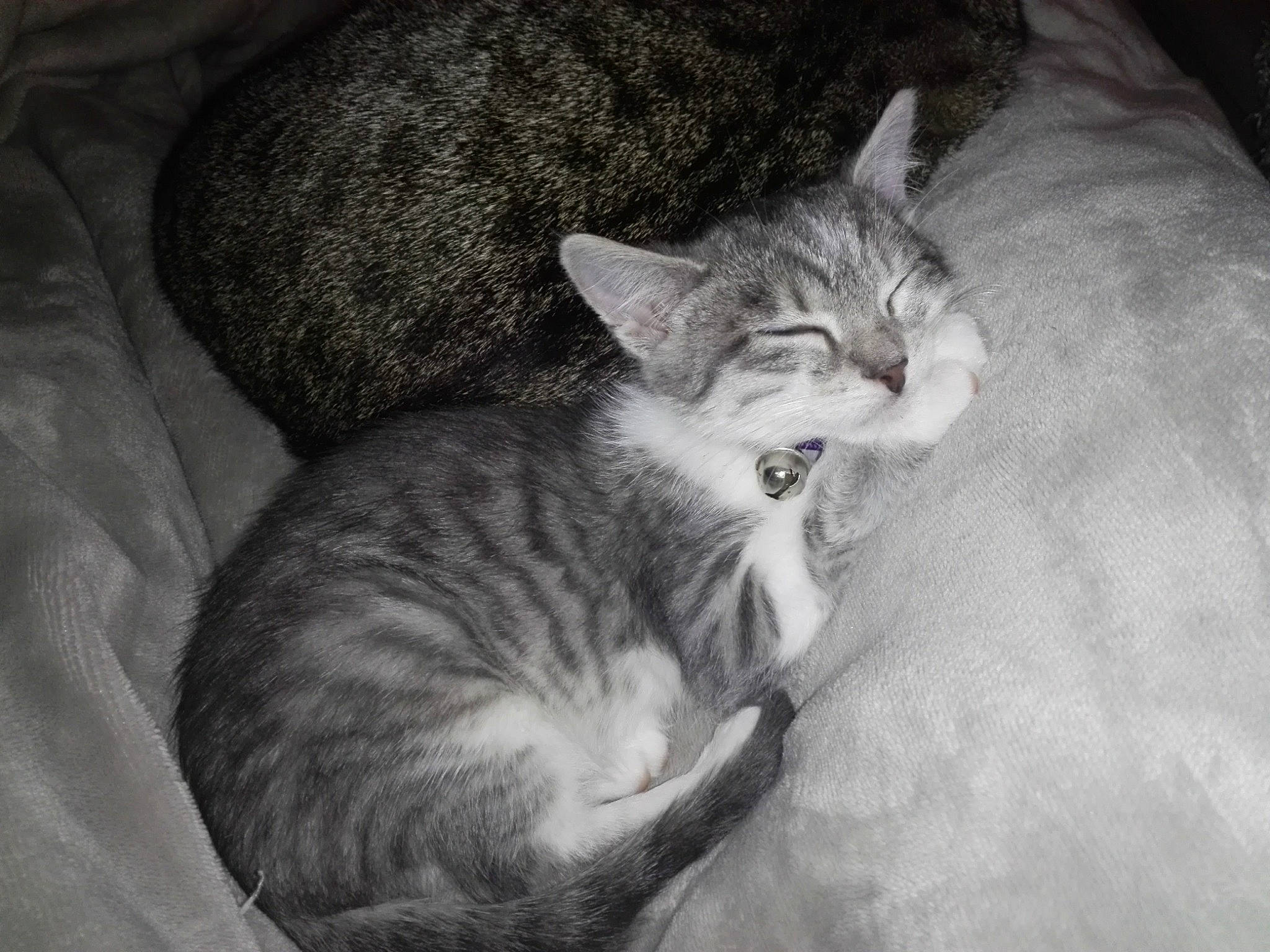 Mozzi a rejoint le concours — aidez-le/la à gagner de superbes lots ! carnivore, cat, claw, comfort, domestic_short_haired_cat, ear, felidae, fur, grey, monochrome, monochrome_photography, nap, paw, sleep, small_to_medium_sized_cats, snout, tail, whiskers