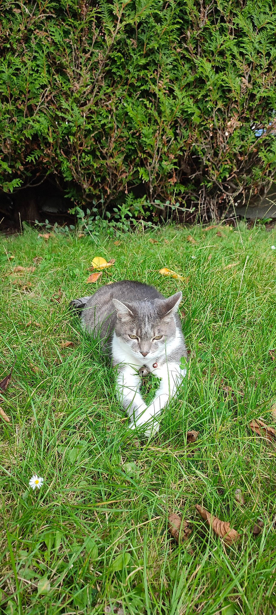 Mozzi a rejoint le concours — aidez-le/la à gagner de superbes lots ! carnivore, cat, domestic_short_haired_cat, eye, felidae, fur, grass, grassland, groundcover, herb, hierochloe, plant, small_to_medium_sized_cats, snout, soil, tail, terrestrial_animal, whiskers, wildlife