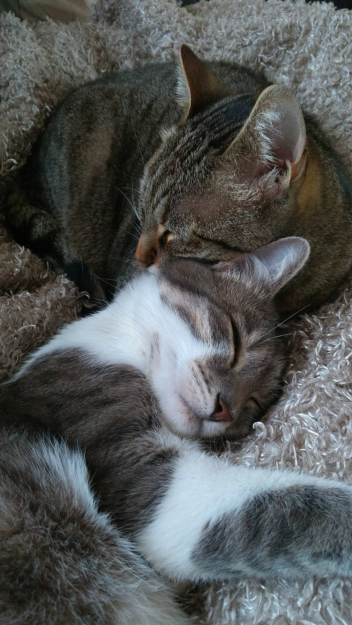 Mozzi participe au concours pour gagner de l'argent avec cette photo : carnivore, cat, claw, comfort, domestic_short_haired_cat, ear, felidae, fur, grey, nap, paw, small_to_medium_sized_cats, snout, tail, terrestrial_animal, whiskers