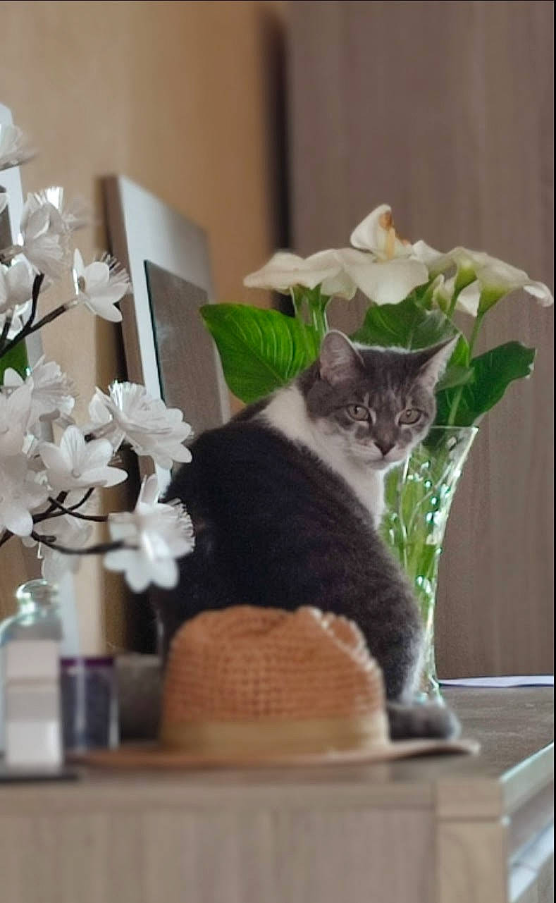 Mozzi participe au concours pour gagner de l'argent avec cette photo : carnivore, cat, cat_supply, domestic_short_haired_cat, felidae, flower, flower_arranging, flowering_plant, flowerpot, fur, pet_supply, petal, plant, room, small_to_medium_sized_cats, table, tail, vase, whiskers, window