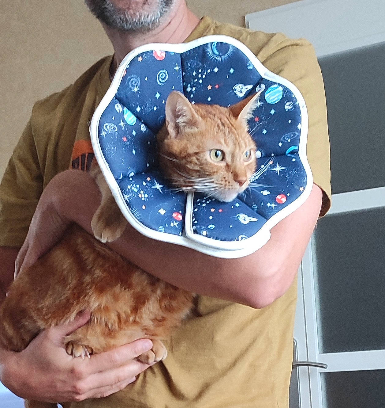 Ricklès a rejoint le concours — aidez-le/la à gagner de superbes lots ! carnivore, cat, cat_bed, cat_supply, child, comfort, domestic_short_haired_cat, electric_blue, fashion_accessory, fawn, felidae, fur, gesture, hat, mammal, paw, small_to_medium_sized_cats, tail, vertebrate, whiskers