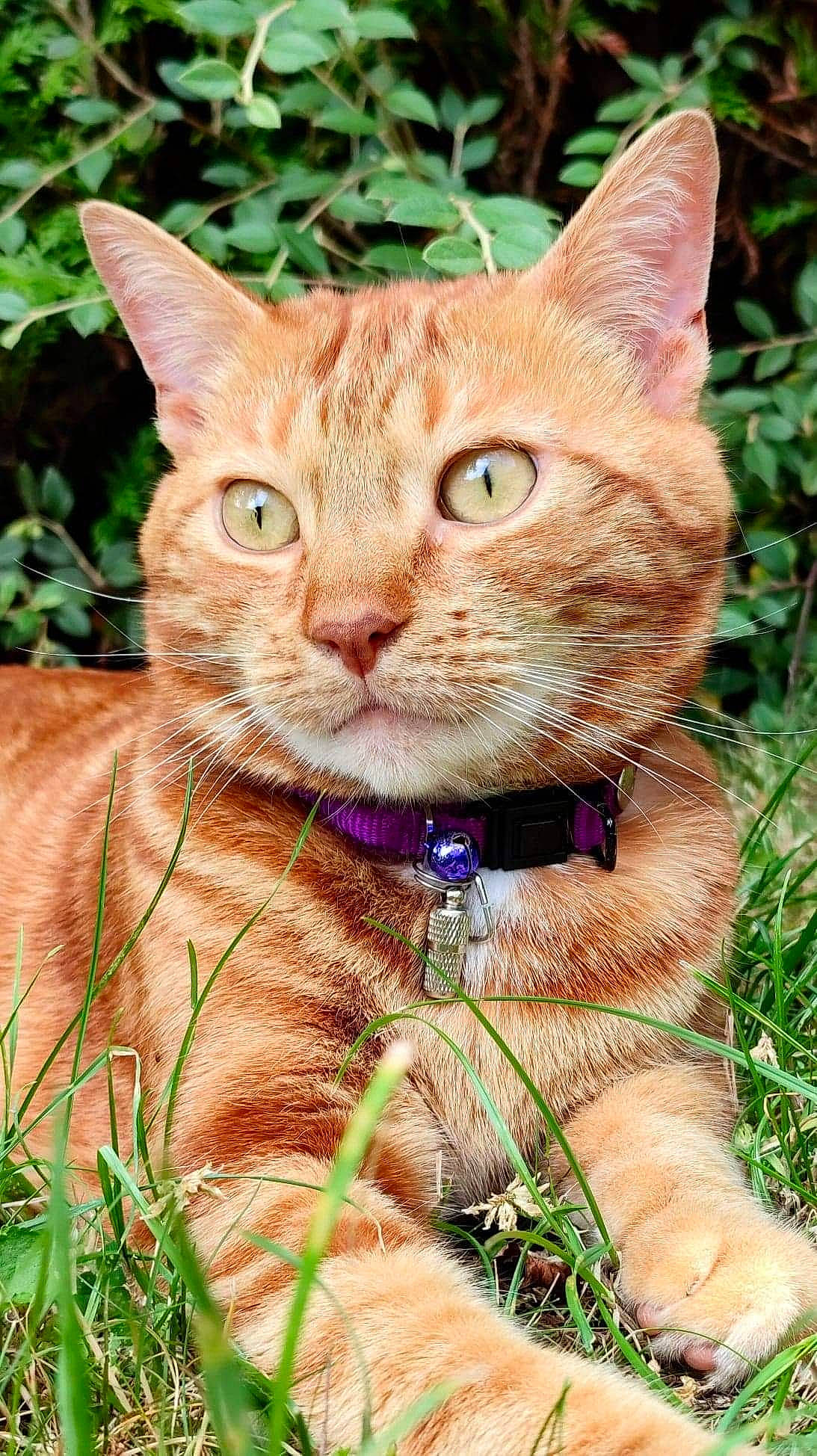 Ricklès participe au concours pour gagner de l'argent avec cette photo : carnivore, cat, close_up, domestic_short_haired_cat, fawn, felidae, fur, grass, groundcover, photo_caption, plant, small_to_medium_sized_cats, snout, terrestrial_animal, tree, whiskers, wildlife