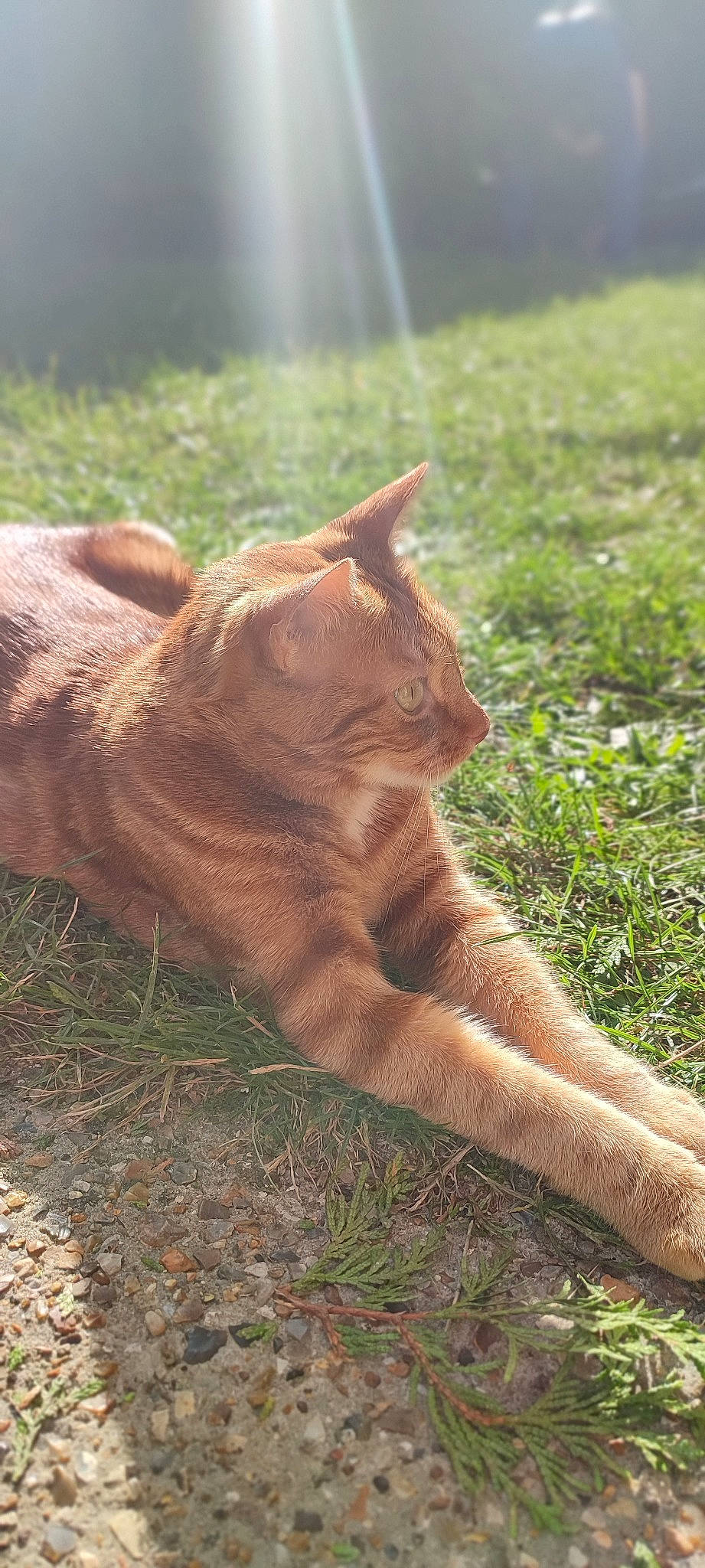 Ricklès a rejoint le concours — aidez-le/la à gagner de superbes lots ! big_cats, canidae, carnivore, cat, fawn, felidae, fur, grass, grassland, human_leg, paw, plant, small_to_medium_sized_cats, snout, soil, tail, terrestrial_animal, whiskers, wood, wrinkle