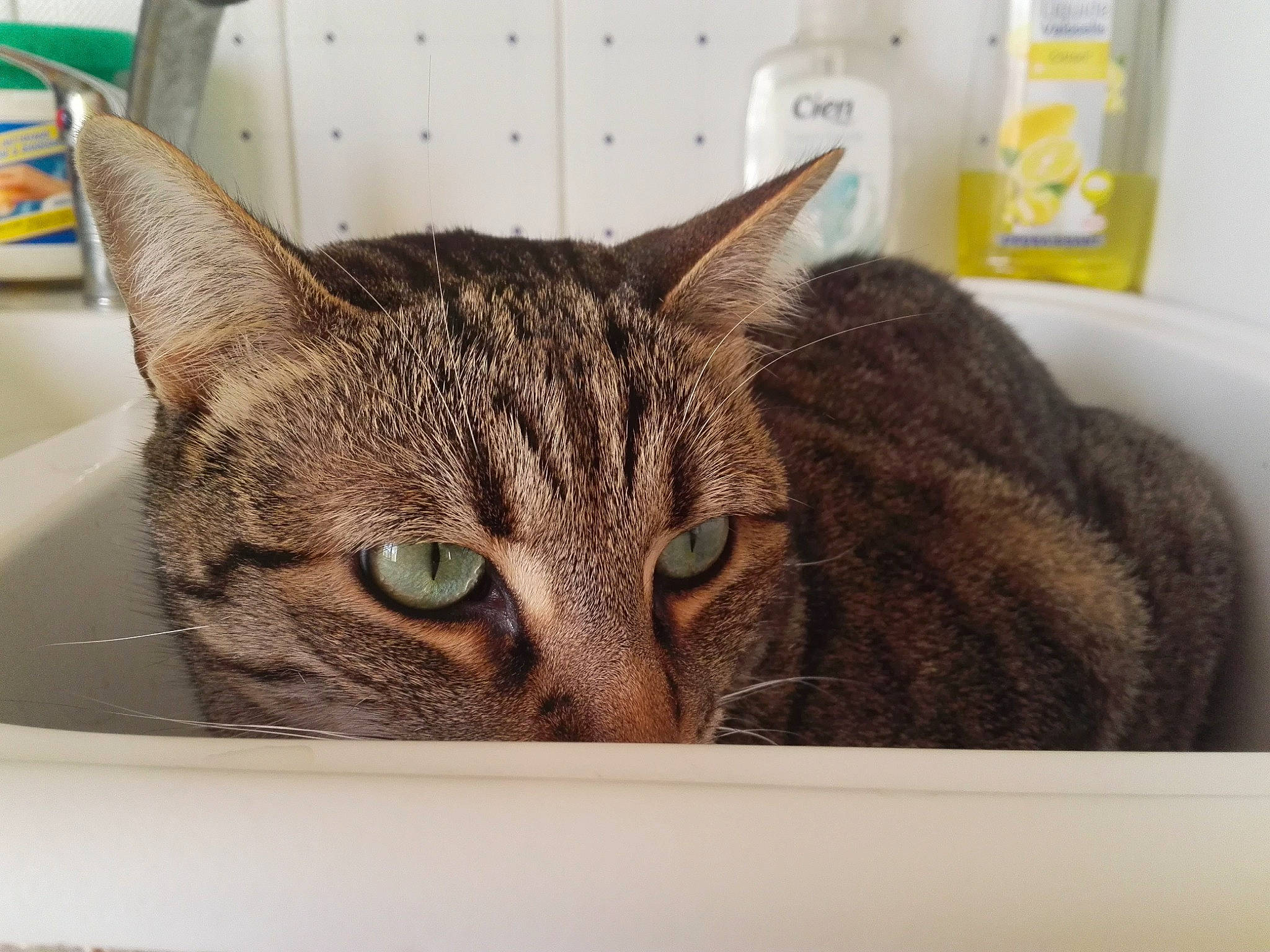 Abiou a rejoint le concours — aidez-le/la à gagner de superbes lots ! carnivore, cat, cat_supply, domestic_short_haired_cat, felidae, fur, pet_supply, rectangle, room, small_to_medium_sized_cats, snout, terrestrial_animal, wall_plate, whiskers, window