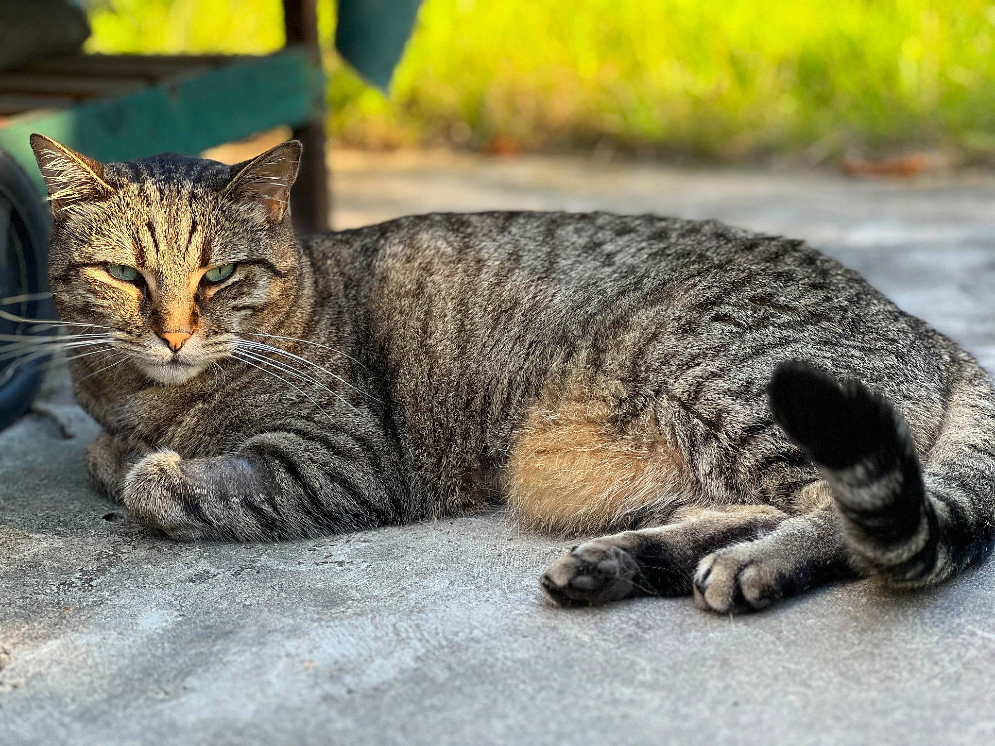 Abiou a rejoint le concours — aidez-le/la à gagner de superbes lots ! carnivore, cat, claw, domestic_short_haired_cat, felidae, fur, grass, organism, paw, plant, road_surface, sitting, small_to_medium_sized_cats, snout, soil, tail, terrestrial_animal, tree, whiskers, wildlife