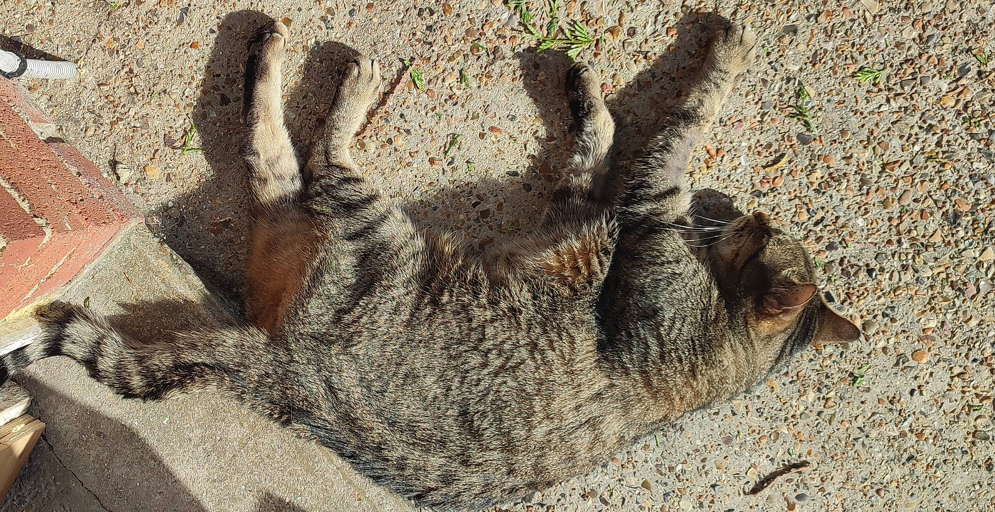 Abiou participe au concours pour gagner de l'argent avec cette photo : art, fawn, foot, fur, gesture, grass, human_leg, paw, plant, snout, soil, sporting_group, tail, terrestrial_animal, trunk, wildlife, wood