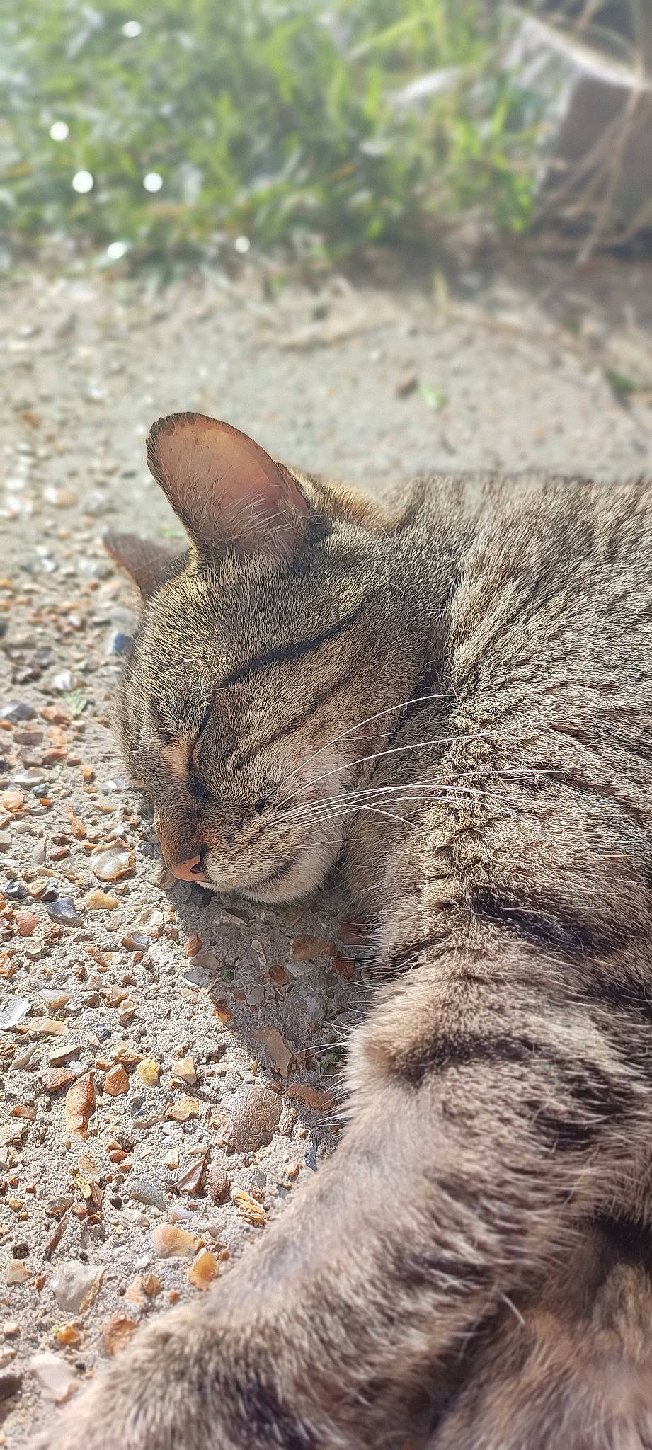 Abiou participe au concours pour gagner de l'argent avec cette photo : carnivore, cat, claw, domestic_short_haired_cat, felidae, fur, grass, paw, sand, small_to_medium_sized_cats, soil, tail, terrestrial_animal, whiskers, wood